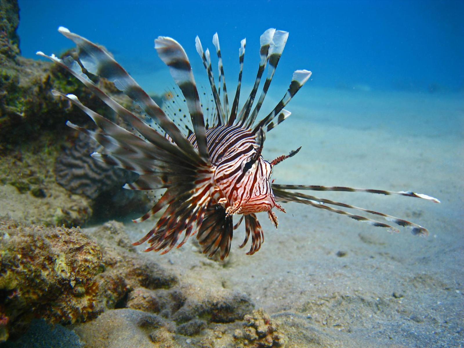 Oonas Dive Club Hotel Sharm el-Sheikh Ngoại thất bức ảnh